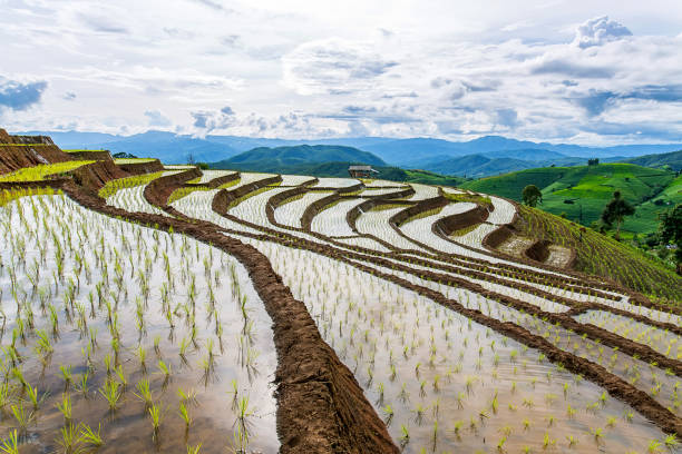 istock little hut and Rice terrace in a cloudy lighting surrounded by trees and mountains. 846240890