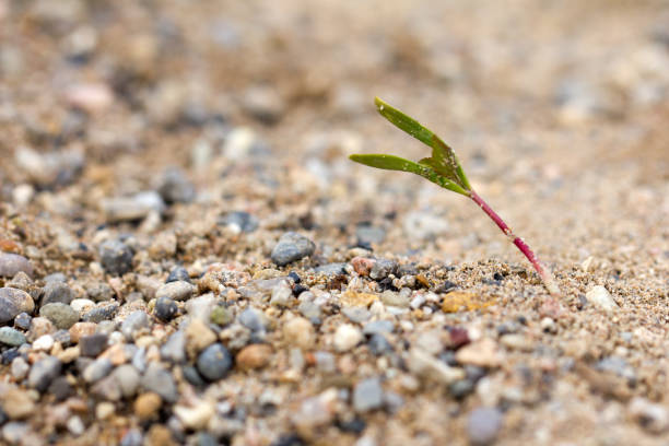 istock sprout in the rocks on the nature 846244820