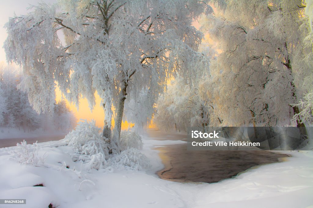 snowy landscape snowy landscape from Kuhmo,Finland. Animal Wildlife Stock Photo