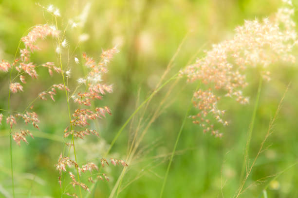 Soft focus of grass flowers beside the way in the morning on the sunrise.