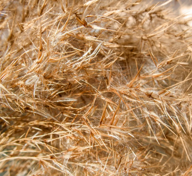istock abstract dry plant detail 846252140