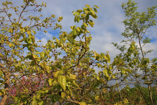 istock Foliage of persimmon tree 846252798