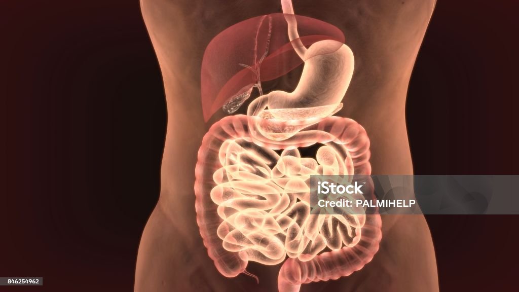 3D Abbildung des menschlichen Körpers Organe Anatomie - Lizenzfrei Anatomie Stock-Foto