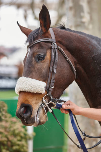 istock Race horse head ready to run. Paddock area. 846258614