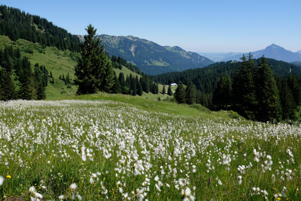 istock Marsh cotton grass in the german Alps. Allgaeu 846261678