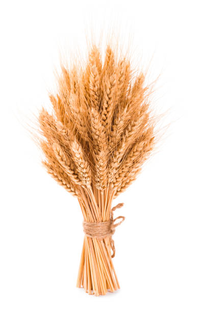 bushy sheaf of wheat isolated on white background - bundle imagens e fotografias de stock