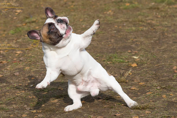 istock English Bulldog Close-up 846262070