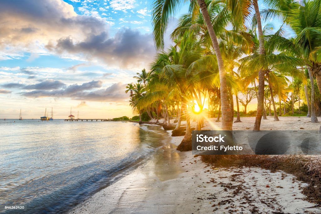 Cove Chamapgne Sunset over Anse Champagne beach in Saint Francois, Guadeloupe, Caribbean Palm Tree Stock Photo