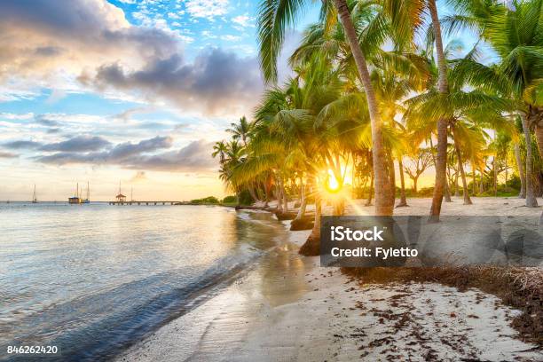 Cove Chamapgne Stock Photo - Download Image Now - Palm Tree, Panoramic, Caribbean