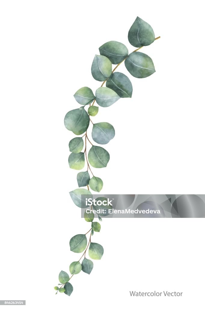 Watercolor vector hand painted silver dollar eucalyptus leaves and branches. Watercolor vector hand painted silver dollar eucalyptus leaves and branches. Floral illustration isolated on white background. Eucalyptus Tree stock vector