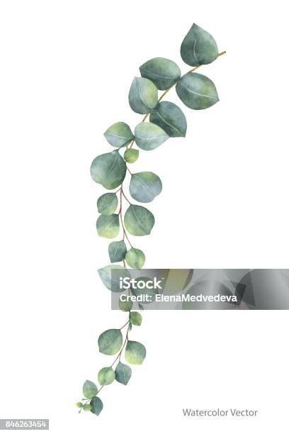 Watercolor Vector Hand Painted Silver Dollar Eucalyptus Leaves And Branches Stock Illustration - Download Image Now