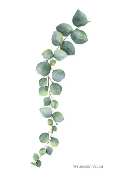 Vector illustration of Watercolor vector hand painted silver dollar eucalyptus leaves and branches.