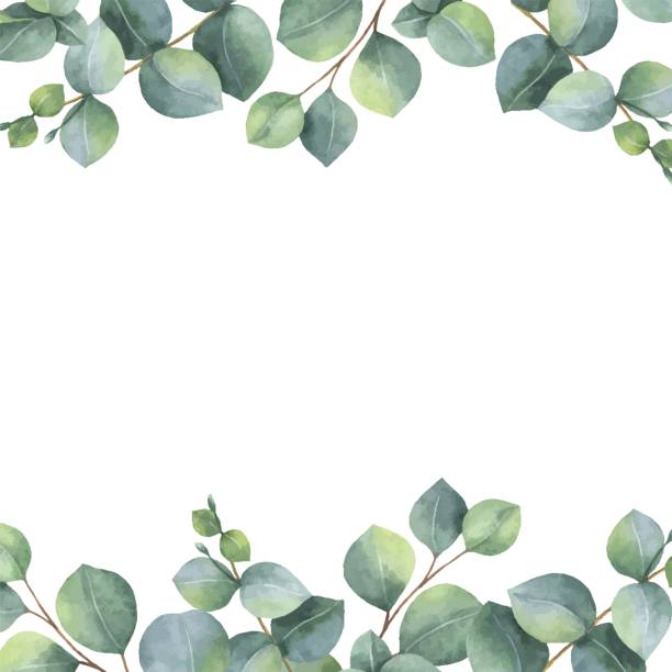 ilustrações de stock, clip art, desenhos animados e ícones de watercolor vector green floral card with silver dollar eucalyptus leaves and branches isolated on white background. - white wedding