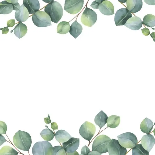 Vector illustration of Watercolor vector green floral card with silver dollar eucalyptus leaves and branches isolated on white background.