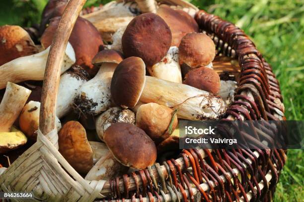 Cesta Llena De Setas Boletus Frescas En Bosque Foto de stock y más banco de imágenes de Abundancia - Abundancia, Boca humana, Fotografía - Imágenes