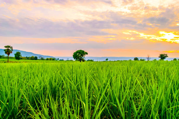 istock Sugarcane field at sunset with sun 846263766