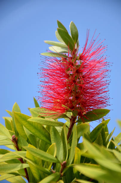 istock red inflorescence of Callistemon citrinus 846264048