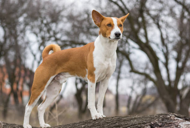 Mature Basenji dog looking around standing on a tree branch - fotografia de stock