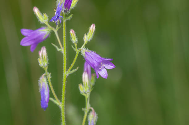 istock Campanula flower closeup in summer garden 846264806
