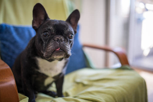 French bulldog sitting on chair