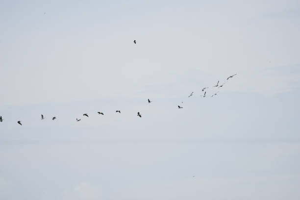 istock Group Flying of Spot billed pelican 846270874