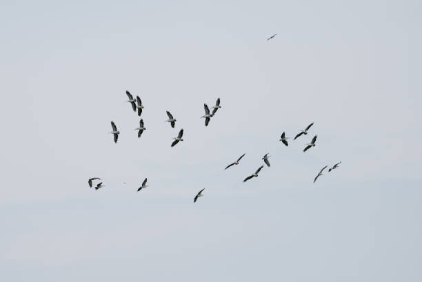 istock Group Flying of Spot billed pelican 846270928