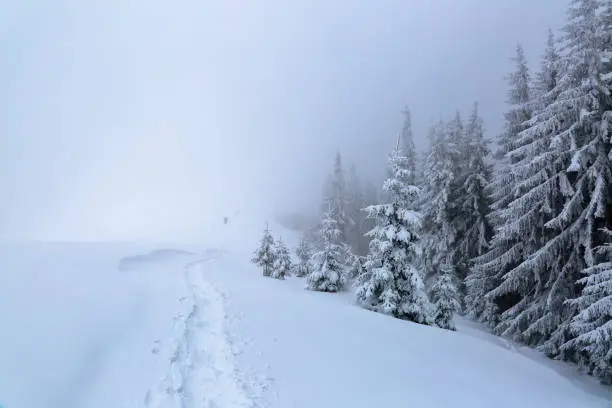 Powdered with snow tall fir-trees silently contemplate a daredevil who makes a path through the fog in the winter cold day.