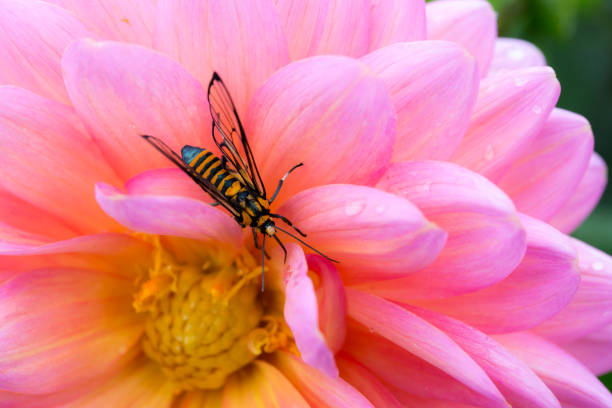 Zygaena fausta is a member of the family Zygaenidae, the day-flying burnet moths. Its bright aposematic colours of red, white and black on the wings indicate to possible predators such as birds that it is foul tasting or poisonous.
