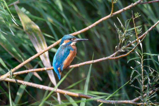 istock Common kingfisher (Alcedo atthis) male sitting on a branch 846279112