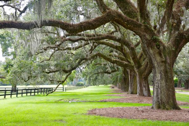 Southern woodlands Eerie woods in the American South. spanish moss photos stock pictures, royalty-free photos & images
