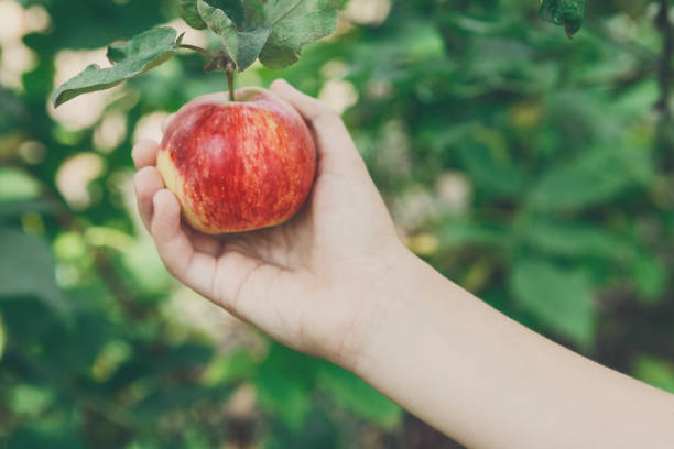 istock Child hand pick red ripe apple on tree in garden 846283454