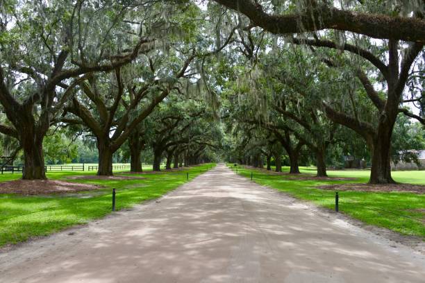 istock Southern woodlands 846283490