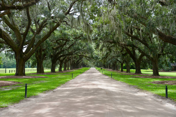 istock Southern woodlands 846283674
