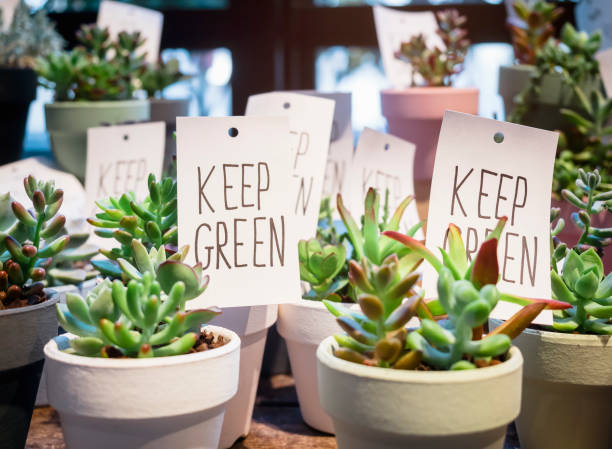 istock Small green plants Succulent pots Keep green sign 846284416