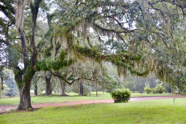 istock Southern woodlands 846287322