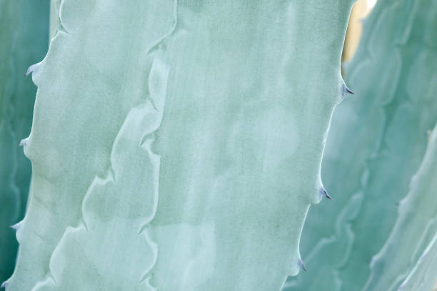istock abstract background textuer of Cactus succulent plant 846291364