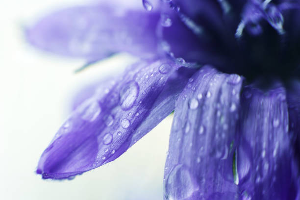gros plan de fleur bleue. bleuet des champs. une goutte d’eau sur un pétale de fleur - water floral photos et images de collection