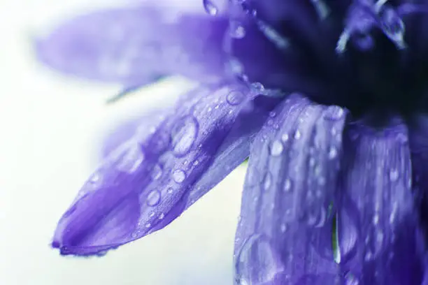 Photo of blue flower close-up. cornflower. a drop of water on a flower petal