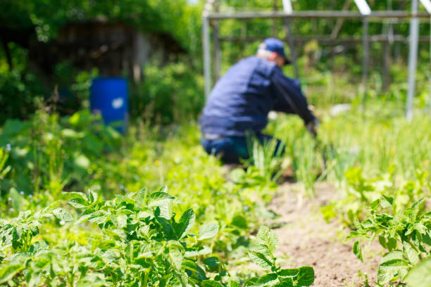 istock A man is weeding beds. Man in the garden 846300428