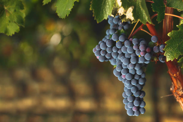 uvas maduras de cabernet en el viñedo viejo en un viñedo - ripened on the vine fotografías e imágenes de stock