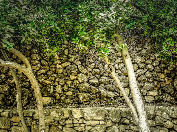 Autumn leaves spread before mossy rock wall