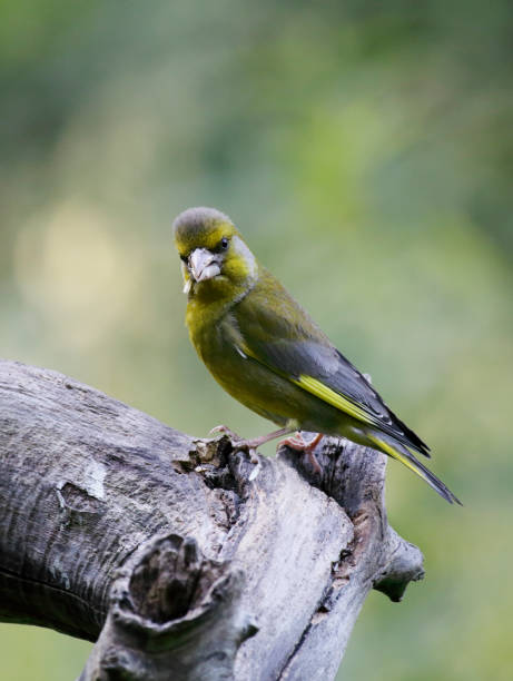 istock European  Greenfinch (Chloris chloris) Male 846313956