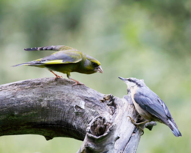 istock European  Greenfinch (Chloris chloris) Dispute 846314224