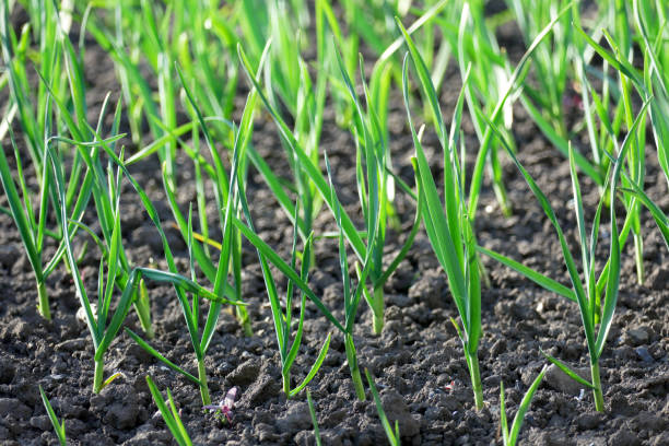 istock Sprouts of young garlic 846314544