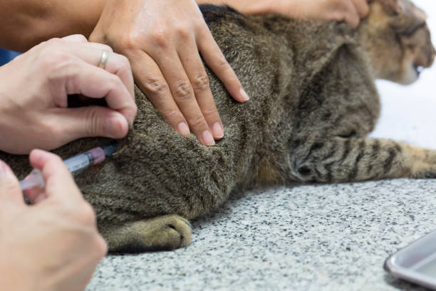 istock Woman's hand holding a cat for a doctor doing injection vaccination 846314648