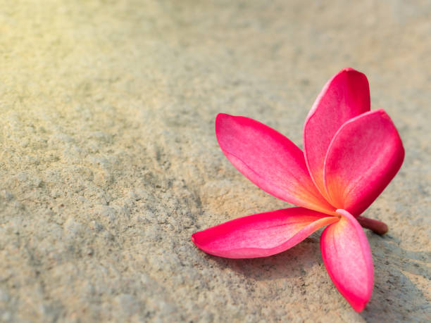 istock Close-up image of Frangipani flower 846314892