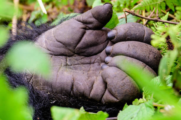 hand of a silverback mountain gorilla