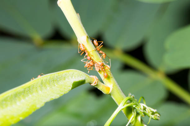 istock Ants on the branch looking at the insect. 846315102
