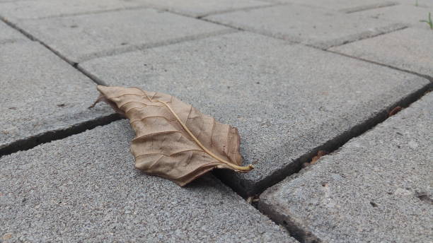 istock Dry Leaf on the Concrete Block 846315128