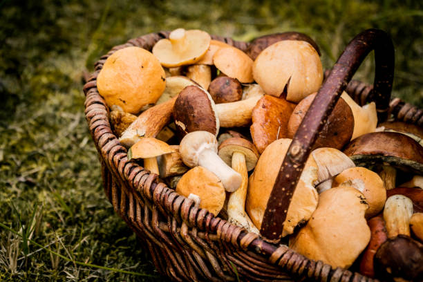 braune korb voller waldpilze - pilz stock-fotos und bilder